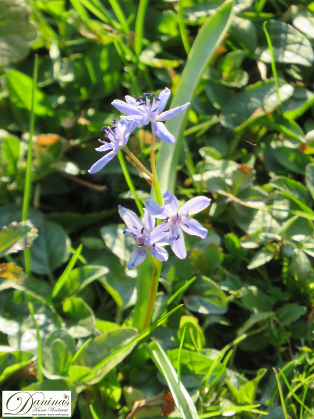 Bienenfreundliche Blumen im Garten: Blaustern im Frühjahr