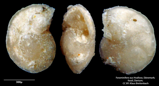 Foraminifere, Foraminifera, Bryozoa, Senckenberg, fossil, Hvallose, Dänemark, Danium
