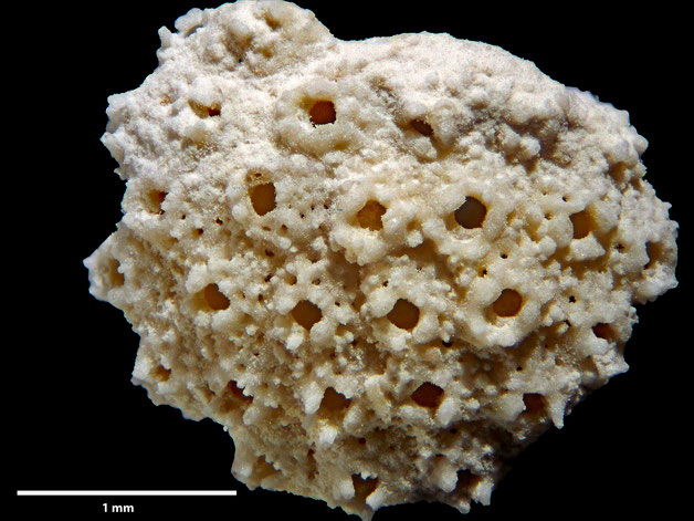 Senckenberg, Bryozoa, Bryozoen, Moostierchen, Sammlung Voigt