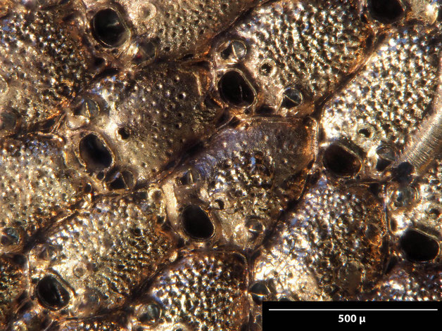 Senckenberg, Bryozoa, Bryozoen, Moostierchen, Sammlung Voigt
