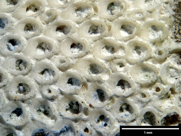 Senckenberg, Bryozoa, Bryozoen, Moostierchen, Sammlung Voigt