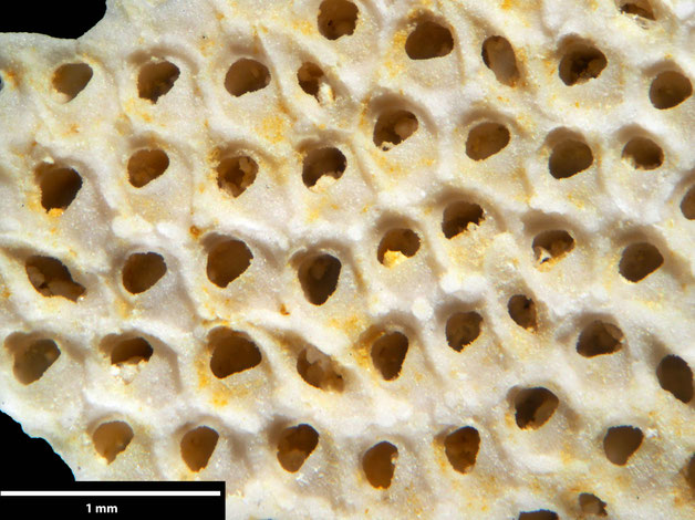 Senckenberg, Bryozoa, Bryozoen, Moostierchen, Sammlung Voigt