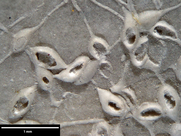 Senckenberg, Bryozoa, Bryozoen, Moostierchen, Sammlung Voigt