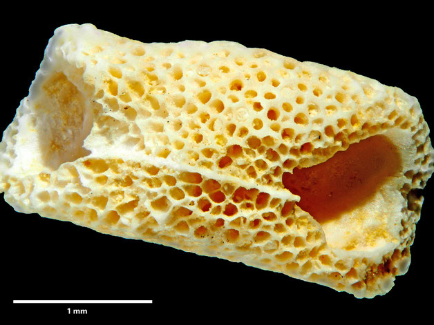 Senckenberg, Bryozoa, Bryozoen, Moostierchen, Sammlung Voigt