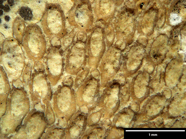 Senckenberg, Bryozoa, Bryozoen, Moostierchen, Sammlung Voigt