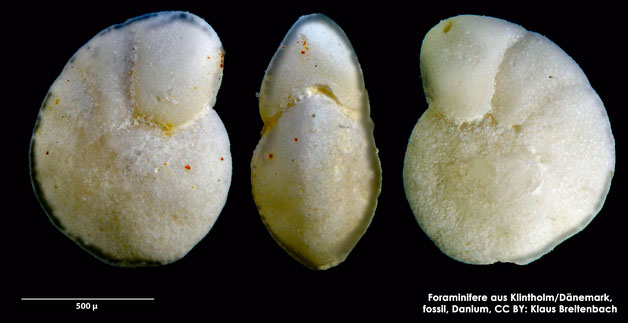 Foraminifere, Foraminifera, Bryozoa, Senckenberg, fossil, Klintholm, Dänemark, Danium
