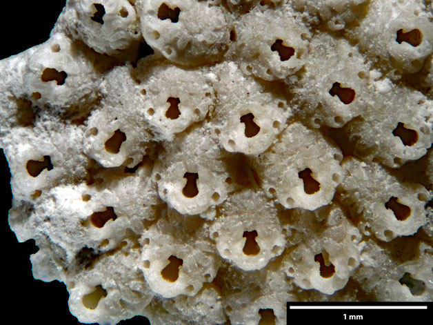 Senckenberg, Bryozoa, Bryozoen, Moostierchen, Sammlung Voigt