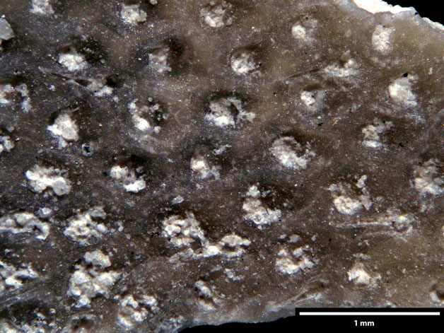 Senckenberg, Bryozoa, Bryozoen, Moostierchen, Sammlung Voigt