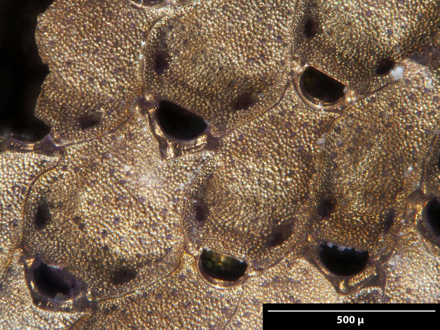 Senckenberg, Bryozoa, Bryozoen, Moostierchen, Sammlung Voigt