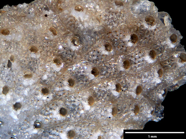 Senckenberg, Bryozoa, Bryozoen, Moostierchen, Sammlung Voigt