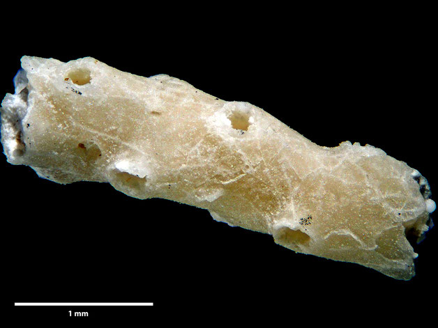 Senckenberg, Bryozoa, Bryozoen, Moostierchen, Sammlung Voigt