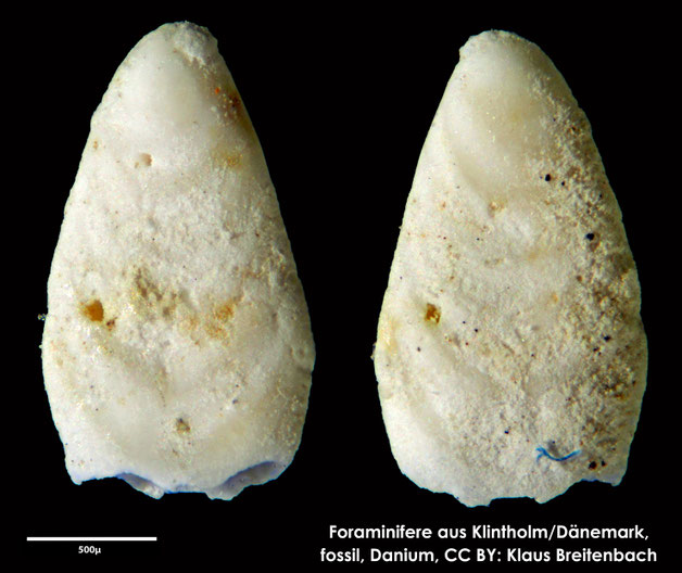 Foraminifere, Foraminifera, Bryozoa, Senckenberg, fossil, Klintholm, Dänemark, Danium
