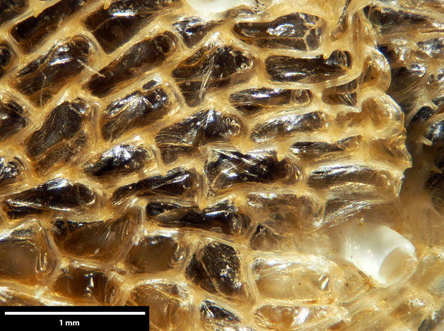 Senckenberg, Bryozoa, Bryozoen, Moostierchen, Sammlung Voigt