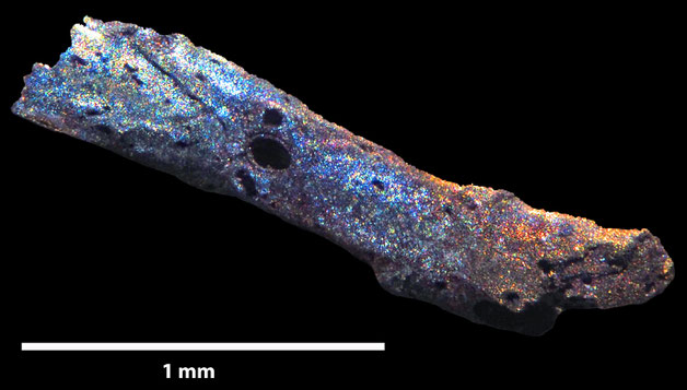 Senckenberg, Bryozoa, Bryozoen, Moostierchen, Sammlung Voigt
