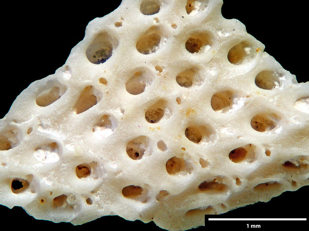 Senckenberg, Bryozoa, Bryozoen, Moostierchen, Sammlung Voigt