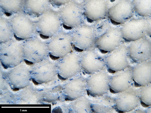 Senckenberg, Bryozoa, Bryozoen, Moostierchen, Sammlung Voigt