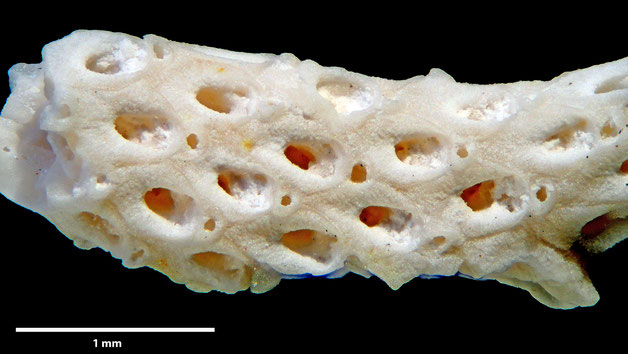 Senckenberg, Bryozoa, Bryozoen, Moostierchen, Sammlung Voigt