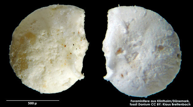 Foraminifere, Foraminifera, Bryozoa, Senckenberg, fossil, Klintholm, Dänemark, Danium