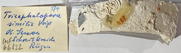 Senckenberg, Bryozoa, Bryozoen, Moostierchen, Sammlung Voigt