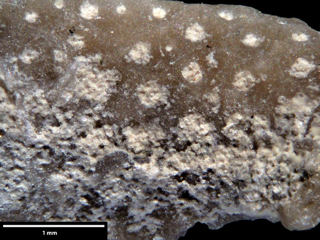 Senckenberg, Bryozoa, Bryozoen, Moostierchen, Sammlung Voigt