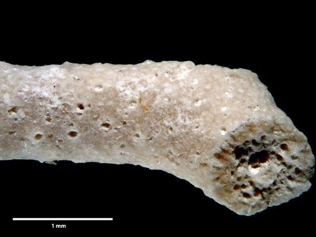 Senckenberg, Bryozoa, Bryozoen, Moostierchen, Sammlung Voigt