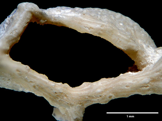 Senckenberg, Bryozoa, Bryozoen, Moostierchen, Sammlung Voigt