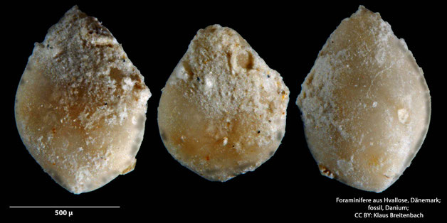 Foraminifere, Foraminifera, Bryozoa, Senckenberg, fossil, Hvallose, Dänemark, Danium
