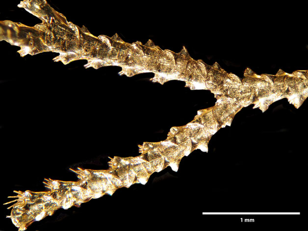 Senckenberg, Bryozoa, Bryozoen, Moostierchen, Sammlung Voigt