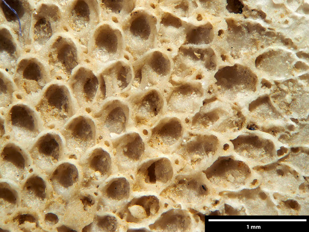Senckenberg, Bryozoa, Bryozoen, Moostierchen, Sammlung Voigt