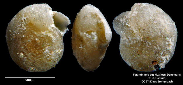 Foraminifere, Foraminifera, Bryozoa, Senckenberg, fossil, Hvallose, Dänemark, Danium