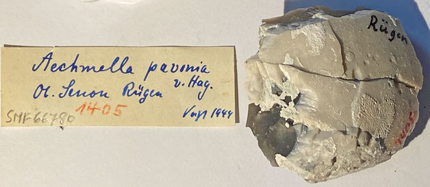 Senckenberg, Bryozoa, Bryozoen, Moostierchen, Sammlung Voigt