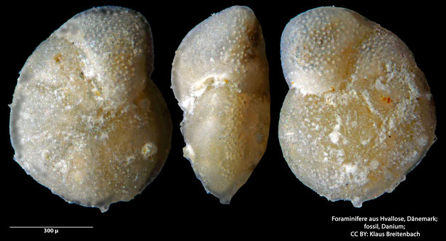 Foraminifere, Foraminifera, Bryozoa, Senckenberg, fossil, Hvallose, Dänemark, Danium