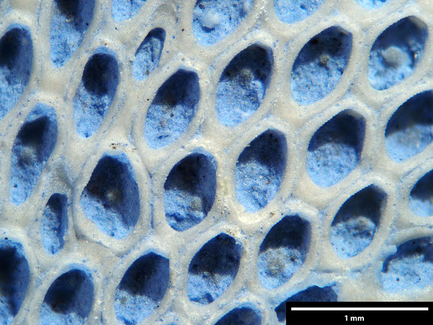 Senckenberg, Bryozoa, Bryozoen, Moostierchen, Sammlung Voigt