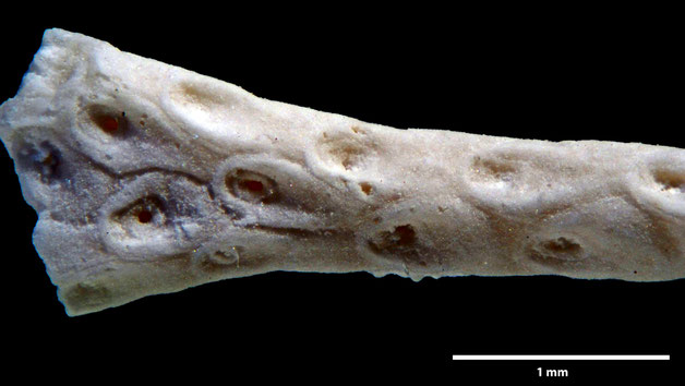 Senckenberg, Bryozoa, Bryozoen, Moostierchen, Sammlung Voigt