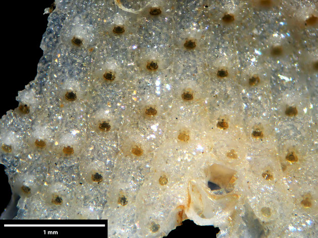 Senckenberg, Bryozoa, Bryozoen, Moostierchen, Sammlung Voigt