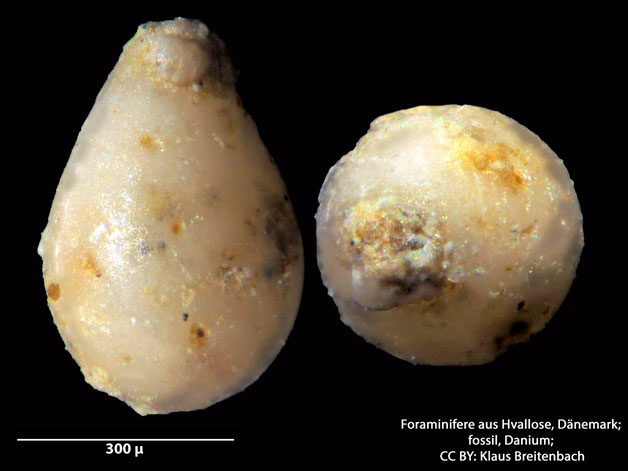 Foraminifere, Foraminifera, Bryozoa, Senckenberg, fossil, Hvallose, Dänemark, Danium