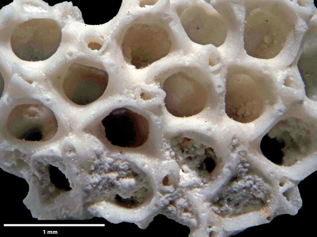Senckenberg, Bryozoa, Bryozoen, Moostierchen, Sammlung Voigt