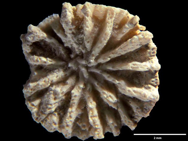 Senckenberg, Bryozoa, Bryozoen, Moostierchen, Sammlung Voigt