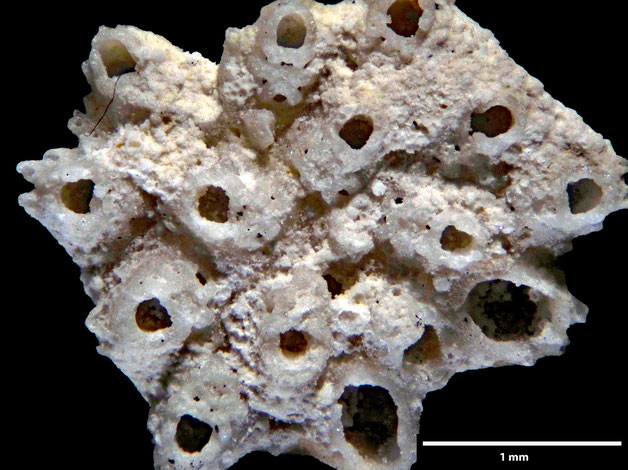 Senckenberg, Bryozoa, Bryozoen, Moostierchen, Sammlung Voigt