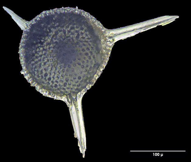 Radiolarie, Radiolarien, Senckenberg, fossil, Eozän, Barbados