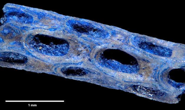 Senckenberg, Bryozoa, Bryozoen, Moostierchen, Sammlung Voigt