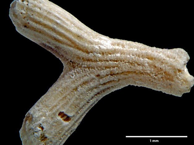 Senckenberg, Bryozoa, Bryozoen, Moostierchen, Sammlung Voigt
