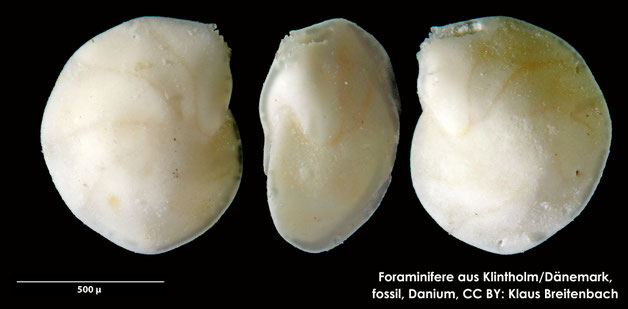 Foraminifere, Foraminifera, Bryozoa, Senckenberg, fossil, Klintholm, Dänemark, Danium