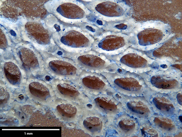 Senckenberg, Bryozoa, Bryozoen, Moostierchen, Sammlung Voigt