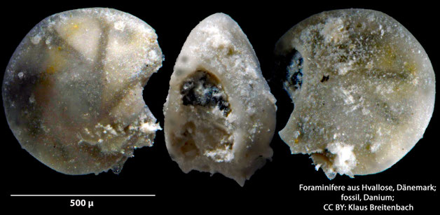 Foraminifere, Foraminifera, Bryozoa, Senckenberg, fossil, Hvallose, Dänemark, Danium