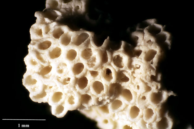 Senckenberg, Bryozoa, Bryozoen, Moostierchen, Sammlung Voigt
