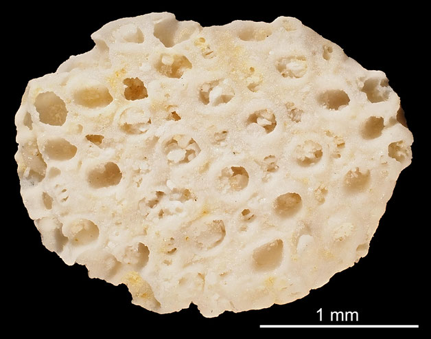 Senckenberg, Bryozoa, Bryozoen, Moostierchen, Sammlung Voigt