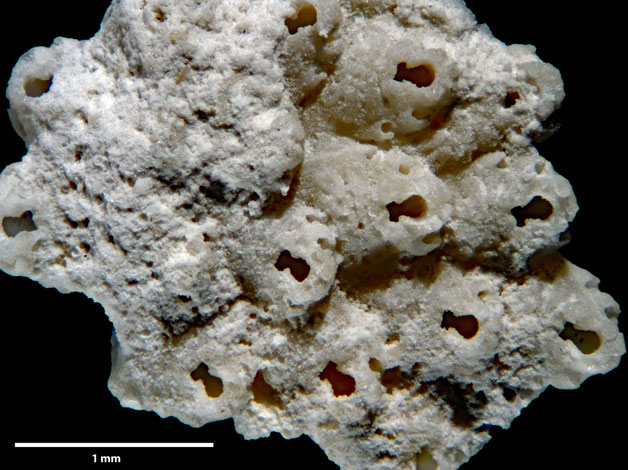 Senckenberg, Bryozoa, Bryozoen, Moostierchen, Sammlung Voigt