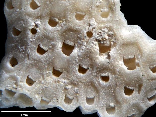 Senckenberg, Bryozoa, Bryozoen, Moostierchen, Sammlung Voigt