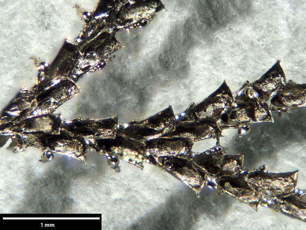 Senckenberg, Bryozoa, Bryozoen, Moostierchen, Sammlung Voigt